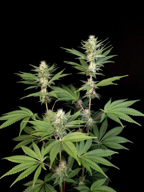 Test 10x51. Week 10