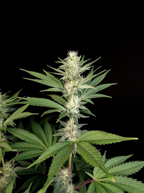Test 10x51. Week 10