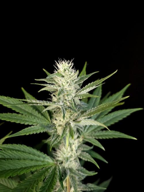 Test 10x51. Week 10