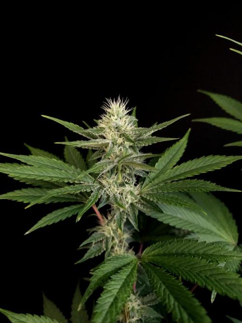 Test 10x51. Week 10