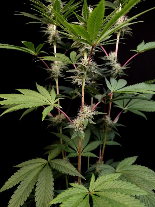 Test 10x51. Week 10