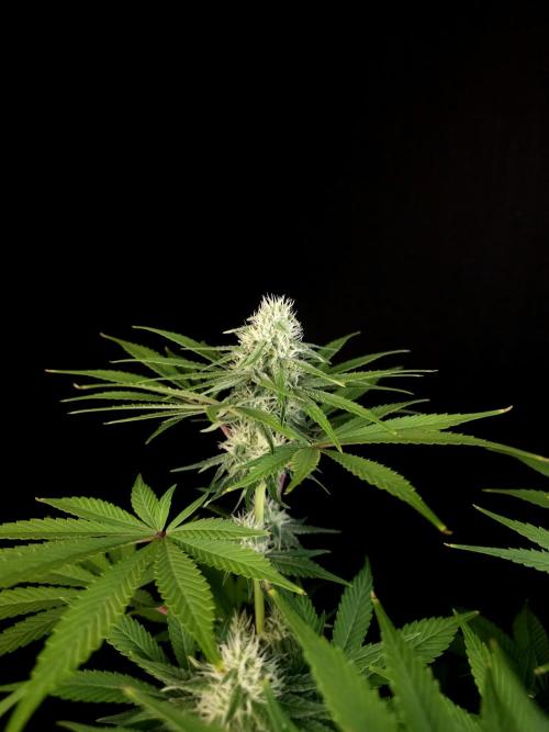 Test 92. Week 10