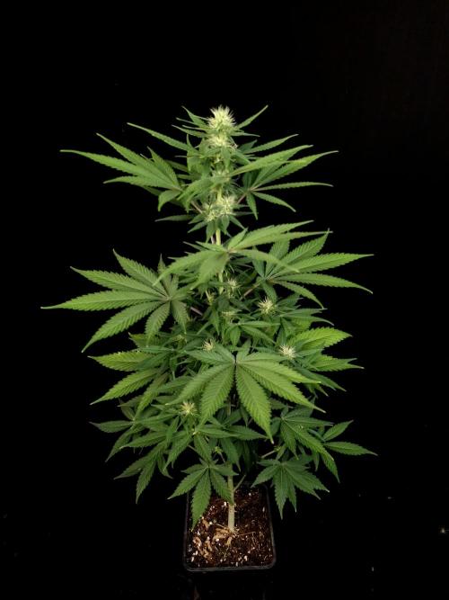Test 604.  2. Week 3