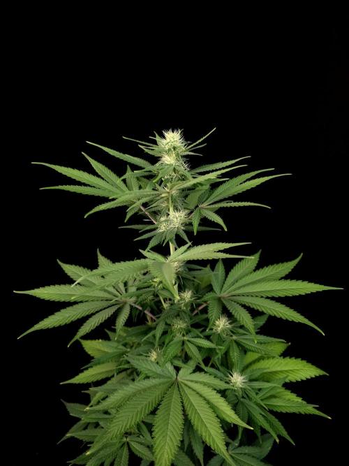 Test 604.  2. Week 3