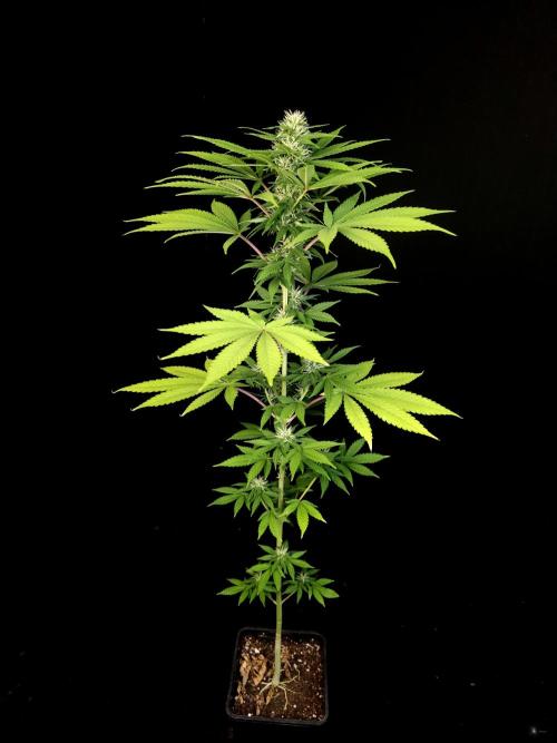 Test 10x51.  2. Week 3