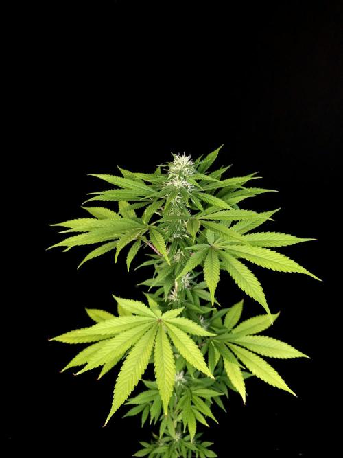 Test 10x51.  2. Week 3