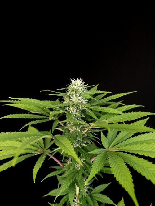 Test 10x51.  2. Week 3