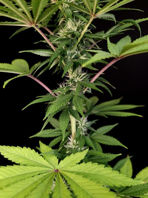 Test 10x51.  2. Week 3