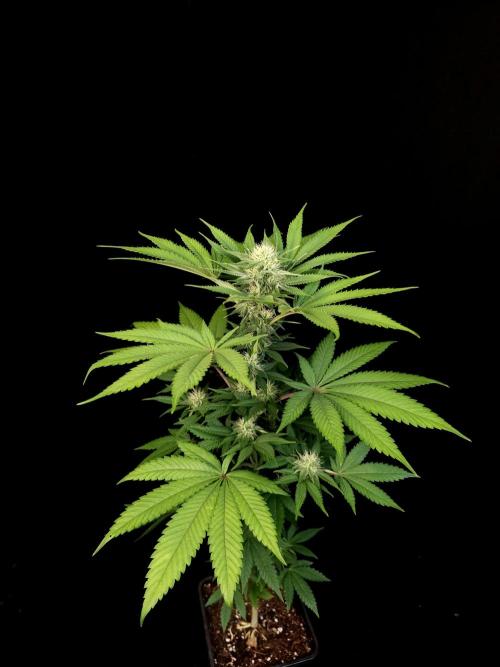 Test 605.  2. Week 3
