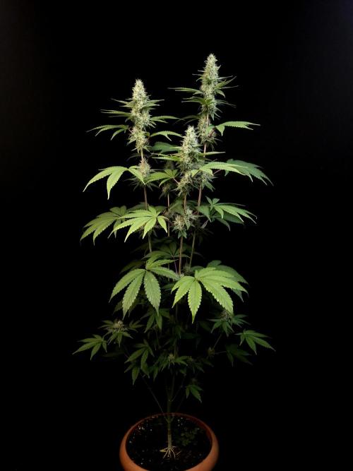 Test 10x51. Week 12