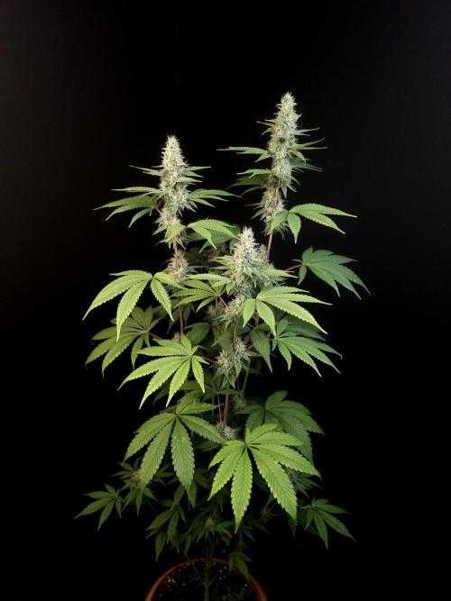 Test 10x51. Week 12