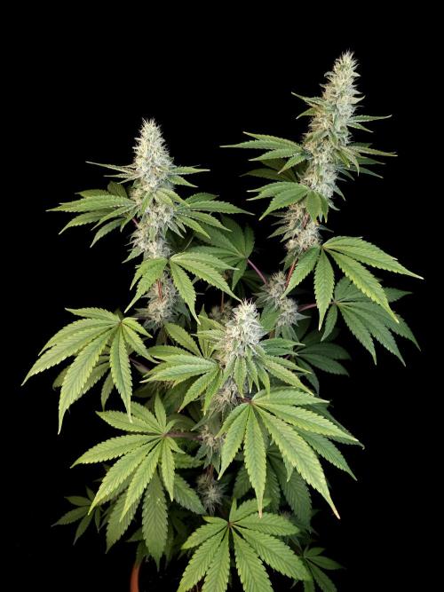 Test 10x51. Week 12