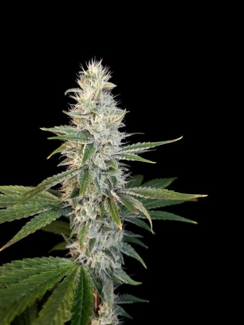 Test 10x51. Week 12