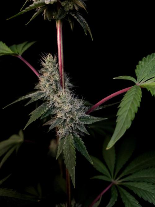 Test 10x51. Week 12