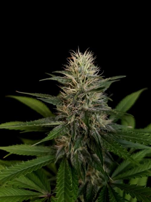 Test 604.  2. Week 5