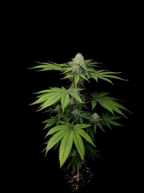 Test 605.  2. Week 5