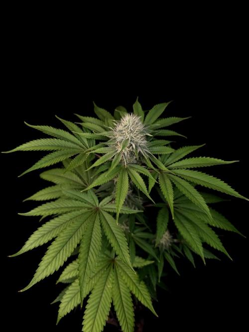 Test 605.  2. Week 5