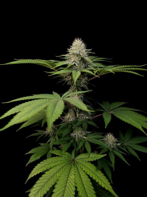 Test 605.  2. Week 5