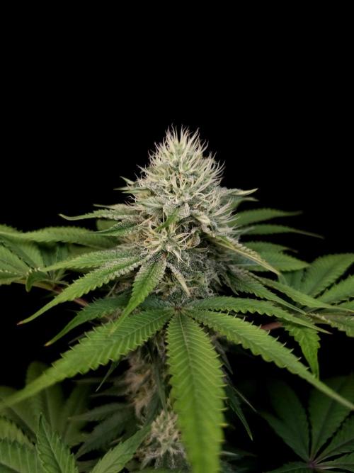 Test 605.  2. Week 5
