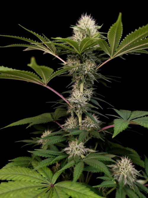 Test 605.  2. Week 5