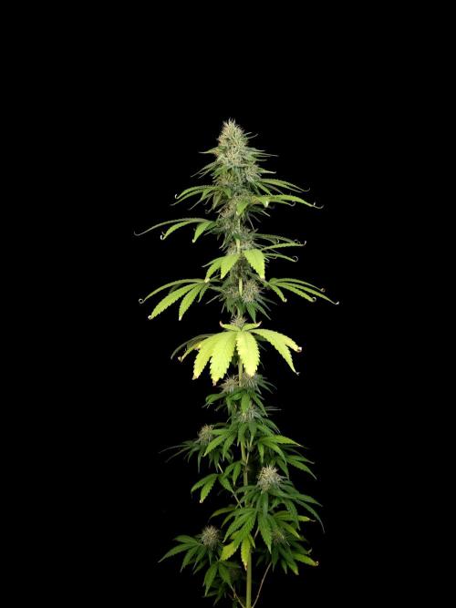 Test 10x51.  2. Week 5