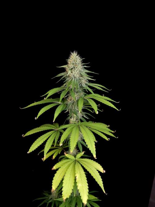 Test 10x51.  2. Week 5
