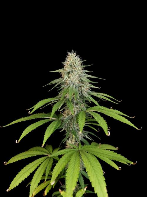 Test 10x51.  2. Week 5