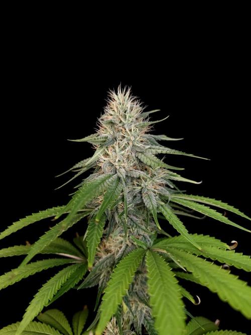 Test 10x51.  2. Week 5