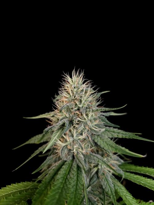 Test 10x51.  2. Week 5