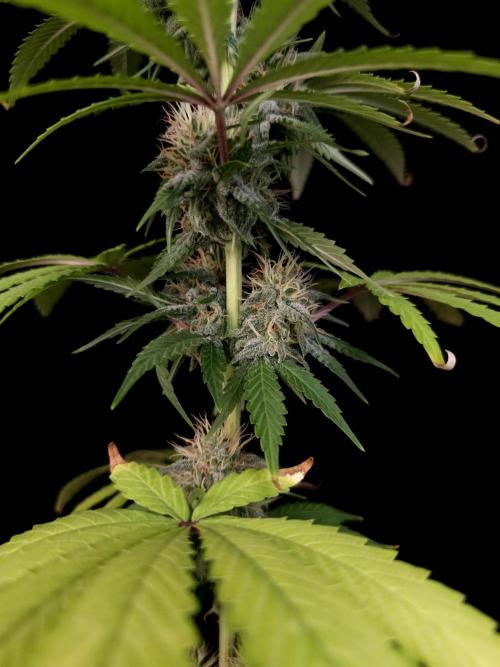 Test 10x51.  2. Week 5