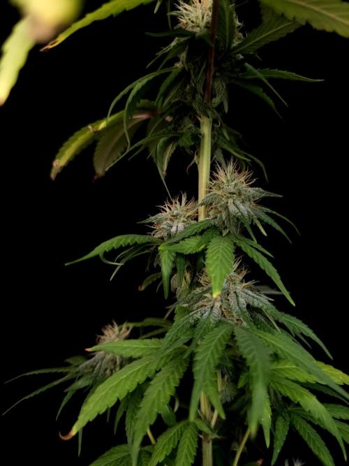 Test 10x51.  2. Week 5