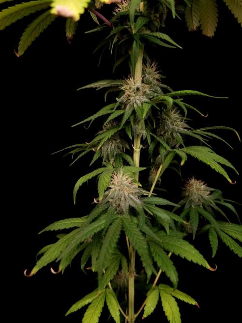 Test 10x51.  2. Week 5