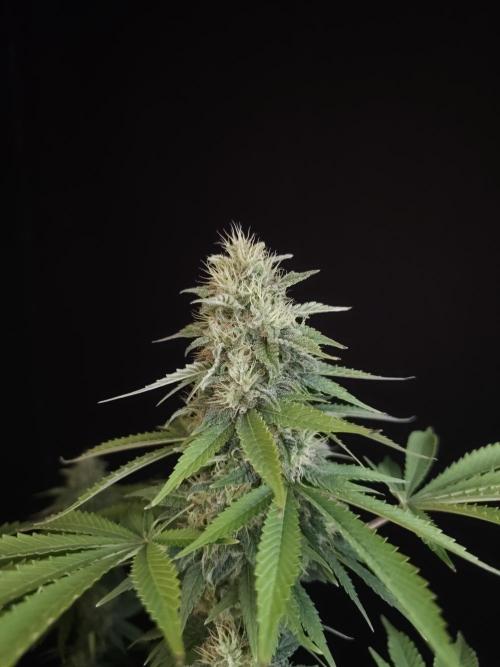 Test 604. Week 13