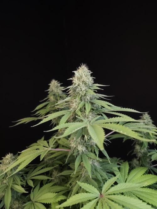 Test 604. Week 13