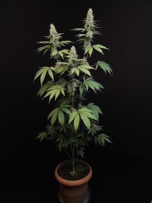 Test 10x51. Week 13