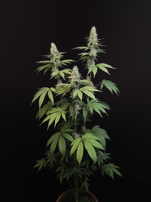 Test 10x51. Week 13
