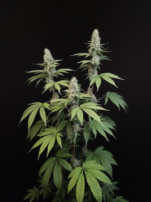 Test 10x51. Week 13