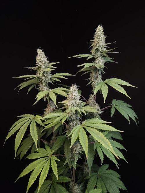 Test 10x51. Week 13