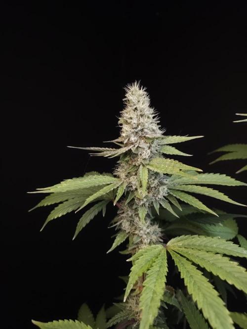 Test 10x51. Week 13