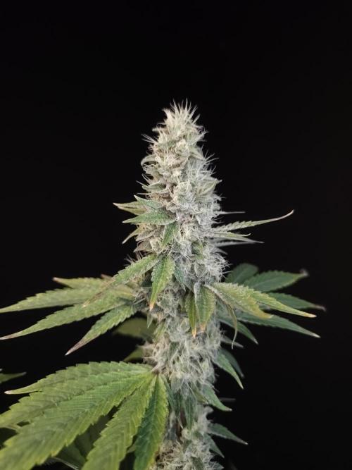 Test 10x51. Week 13