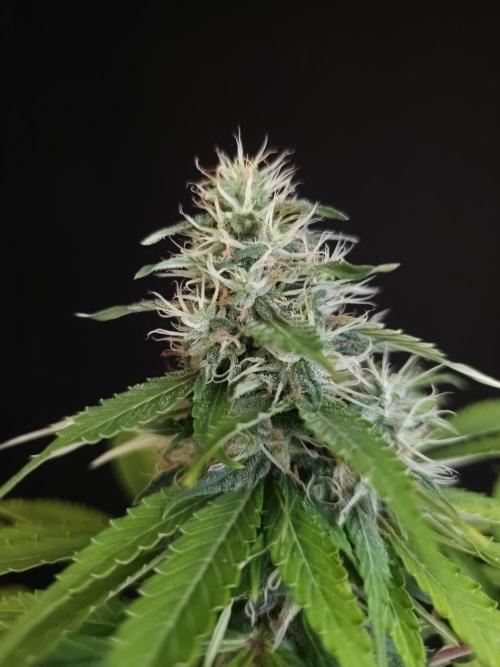 Test 93  2. Week 6