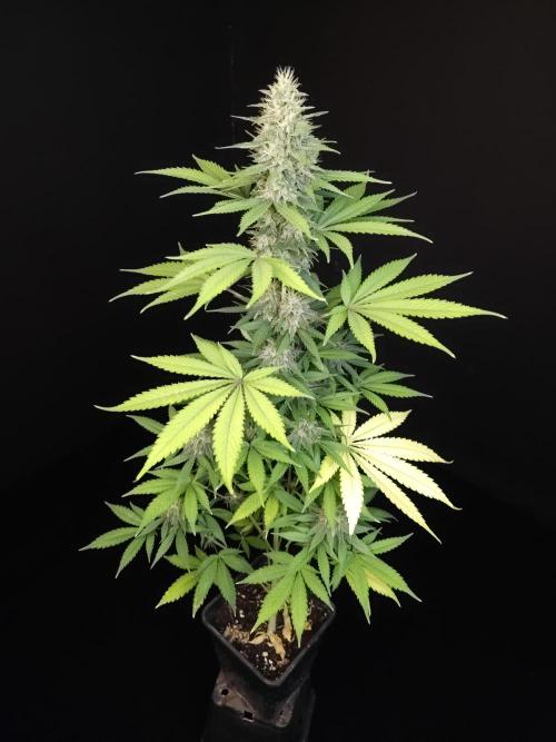 Test 604.  2. Week 6