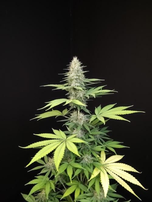 Test 604.  2. Week 6