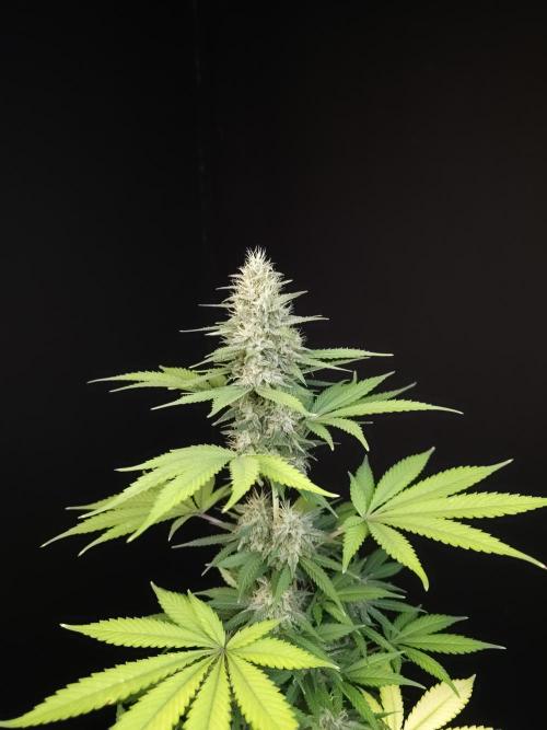 Test 604.  2. Week 6