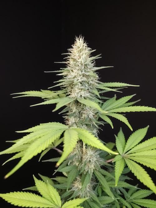 Test 604.  2. Week 6