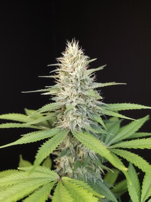 Test 604.  2. Week 6