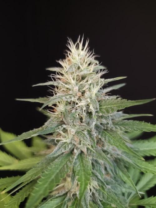 Test 604.  2. Week 6