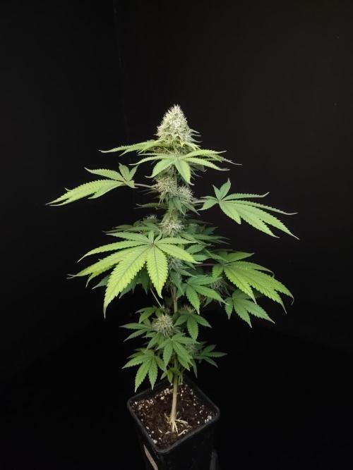 Test 605.  2. Week 6