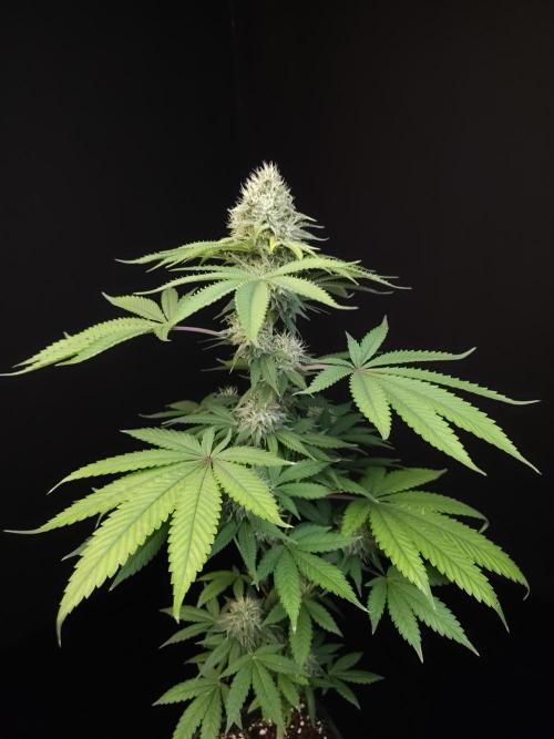 Test 605.  2. Week 6