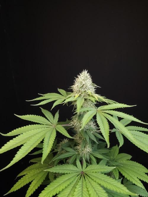 Test 605.  2. Week 6